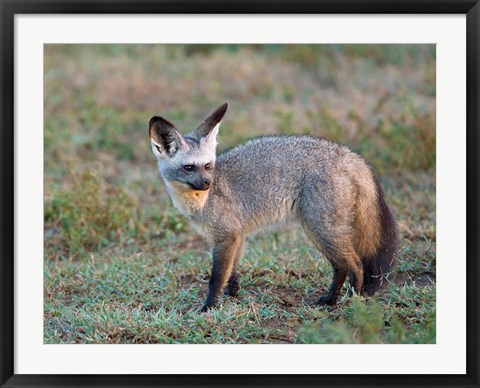 Framed Bat-eared Fox, Serengeti, Tanzania Print