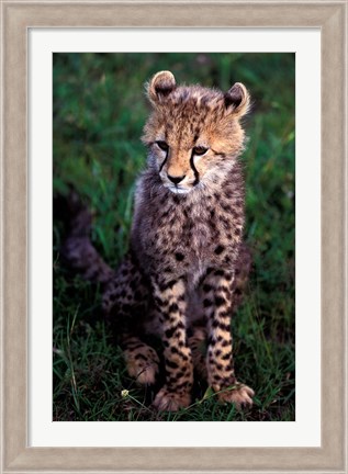 Framed Africa, Kenya, Masai Mara Game Reserve. Cheetah Cub Print