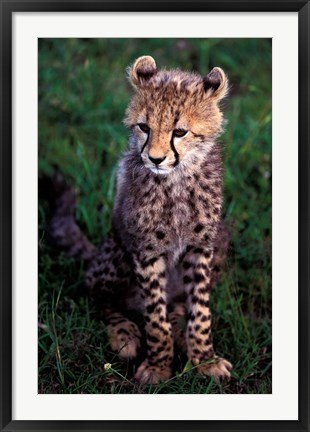 Framed Africa, Kenya, Masai Mara Game Reserve. Cheetah Cub Print