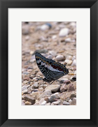 Framed Zebra Butterfly, Gombe National Park, Tanzania Print