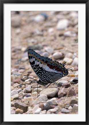 Framed Zebra Butterfly, Gombe National Park, Tanzania Print