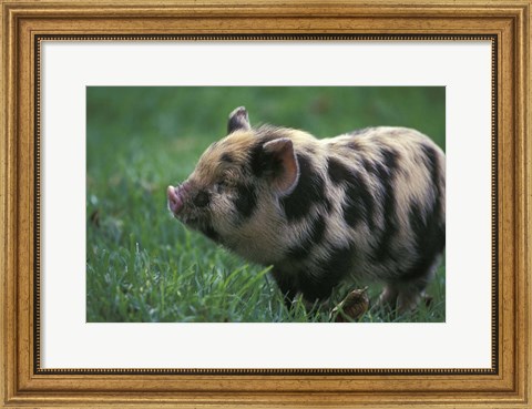 Framed Domestic Farmyard Piglet, South Africa Print