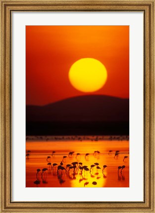 Framed Flock of Lesser Flamingos Reflected in Water at Sunrise, Amboseli National Park, Kenya Print