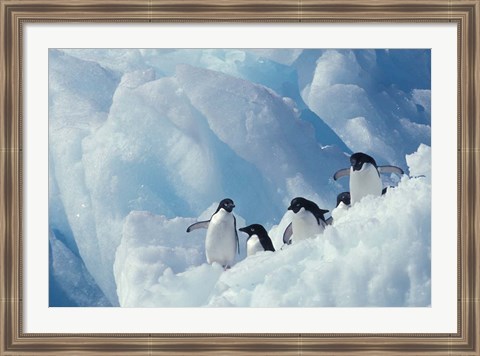 Framed Adelie Penguins, Antarctica Print