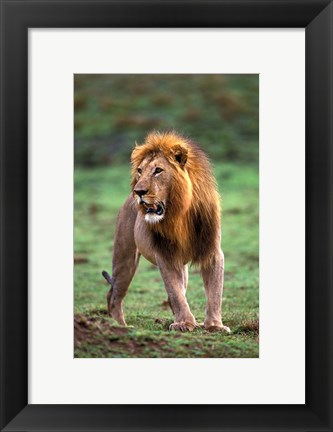 Framed Adult male lion, Masai Mara Game Reserve, Kenya Print