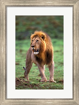 Framed Adult male lion, Masai Mara Game Reserve, Kenya Print