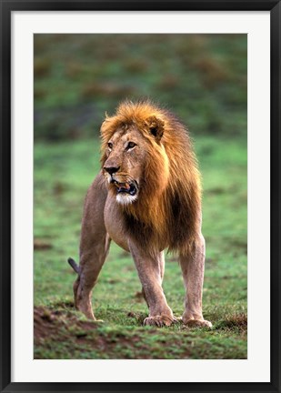 Framed Adult male lion, Masai Mara Game Reserve, Kenya Print