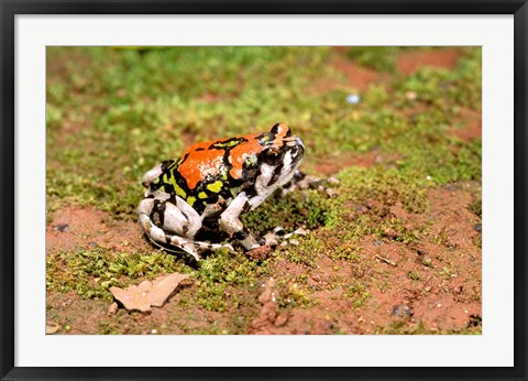 Framed Africa, Madagascar, Isalo. Terrible frog Print