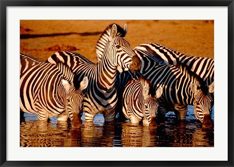 Framed Botswana, Chobe NP, Linyanti Reserve, zebra Print