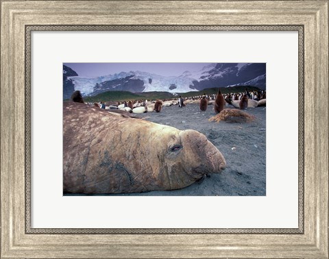 Framed Elephant Seal and King Penguins, South Georgia Island, Antarctica Print