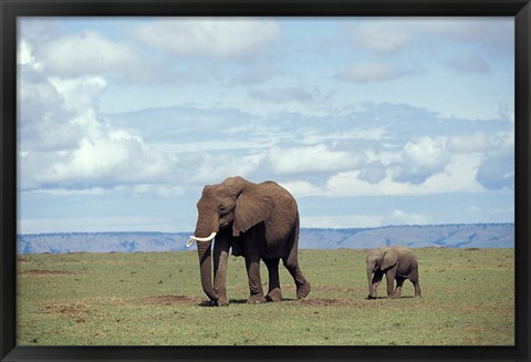 Framed African baby elephant with mother, Masai Mara Game Reserve, Kenya Print