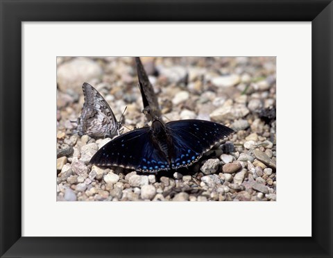 Framed Black Butterfly, Gombe National Park, Tanzania Print