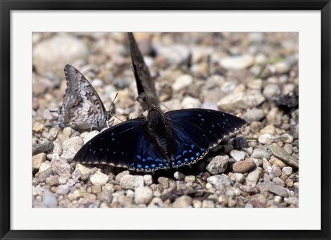 Framed Black Butterfly, Gombe National Park, Tanzania Print