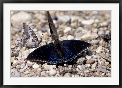 Framed Black Butterfly, Gombe National Park, Tanzania Print