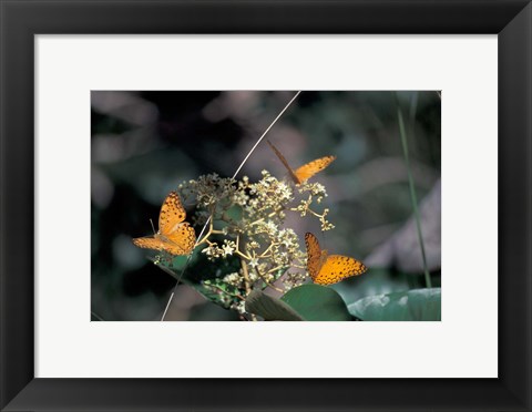 Framed Butterflies, Gombe National Park, Tanzania Print