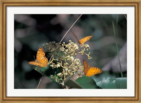 Framed Butterflies, Gombe National Park, Tanzania Print