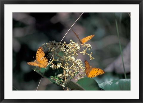 Framed Butterflies, Gombe National Park, Tanzania Print