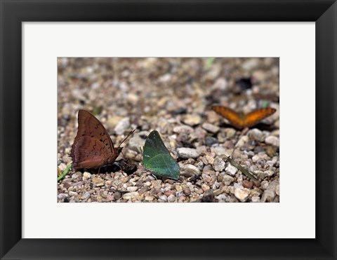 Framed Three Butterflies, Gombe National Park, Tanzania Print