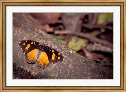 Framed Resting Butterfly, Gombe National Park, Tanzania Print