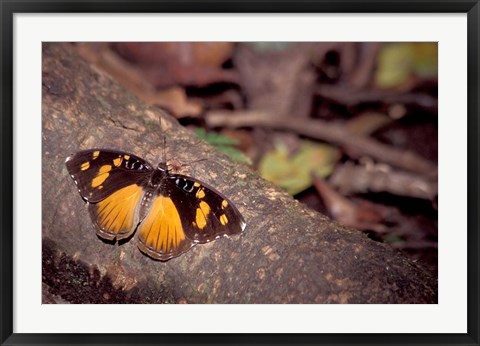 Framed Resting Butterfly, Gombe National Park, Tanzania Print