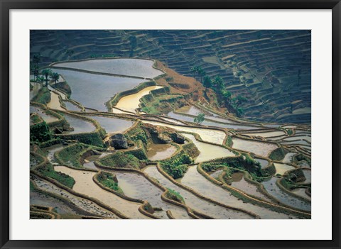 Framed Flooded Rice Terraces of Honghe, China Print