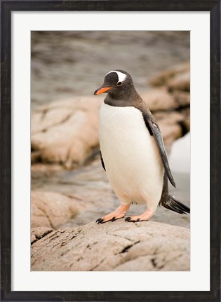 Framed Antarctica. Adult Gentoo penguins on rocky shoreline. Print