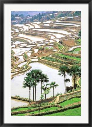 Framed Asia, China, Yunnan Province, Jiayin. Flooded Terraces Print