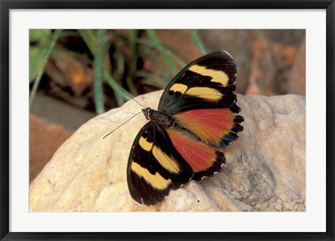 Framed Orange/Yellow Butterfly, Gombe National Park, Tanzania Print