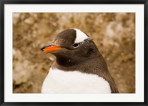 Framed Fledgling Gentoo Penguin, Antarctica Print