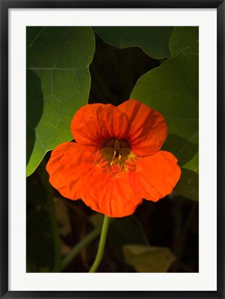 Framed Africa, Malawi, Zomba, Flower at Hotel Sunbird Ku Chawe Print