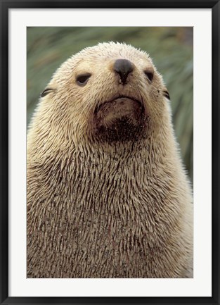 Framed Antarctic Fur Seal, White Morph, South Georgia Island, Antarctica Print