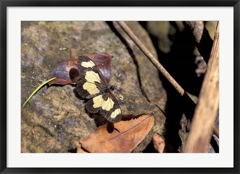 Framed Yellow Butterfly, Gombe National Park, Tanzania Print