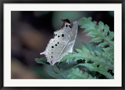 Framed White Butterfly, Gombe National Park, Tanzania Print