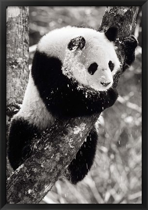 Framed China, Sichuan, Giant Panda Bear, Wolong Reserve Print