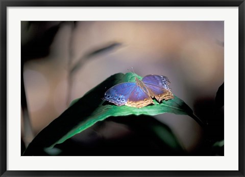 Framed Colorful Butterfly Wings, Gombe National Park, Tanzania Print