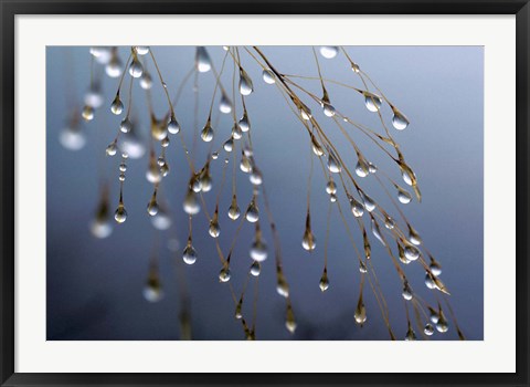 Framed Dewdrops, Huansan, China Print