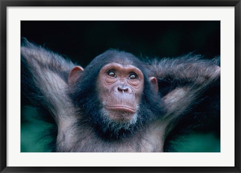 Framed Female Chimpanzee Stretching, Gombe National Park, Tanzania Print