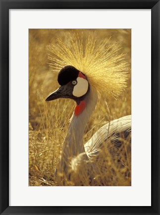 Framed African Crowned Crane, South Africa Print