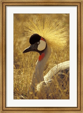 Framed African Crowned Crane, South Africa Print