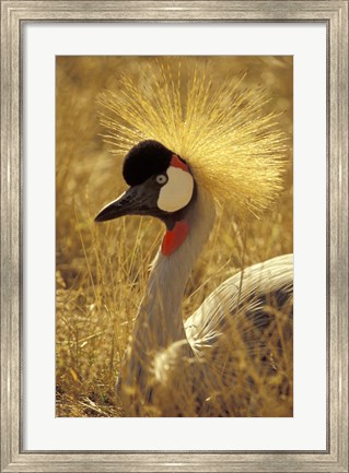 Framed African Crowned Crane, South Africa Print