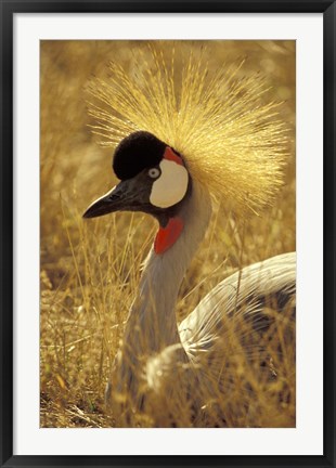 Framed African Crowned Crane, South Africa Print