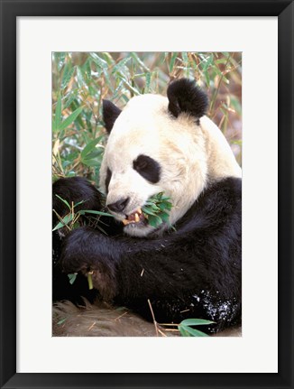 Framed China, Wolong Nature Reserve, Giant panda bear Print