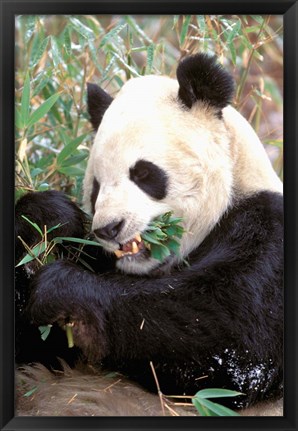 Framed China, Wolong Nature Reserve, Giant panda bear Print