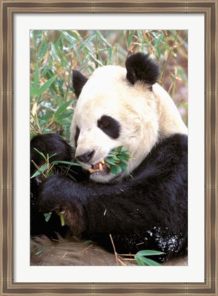 Framed China, Wolong Nature Reserve, Giant panda bear Print