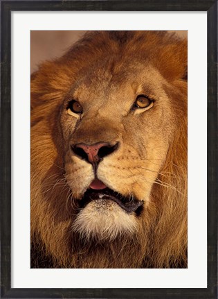 Framed Closeup of a Male Lion, South Africa Print