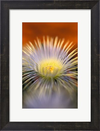 Framed Herra elongara, Namaqualand, South Africa Print