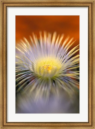 Framed Herra elongara, Namaqualand, South Africa Print