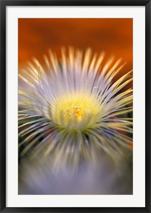 Framed Herra elongara, Namaqualand, South Africa Print