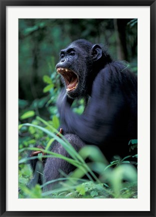 Framed Female Chimpanzee Yawning, Gombe National Park, Tanzania Print