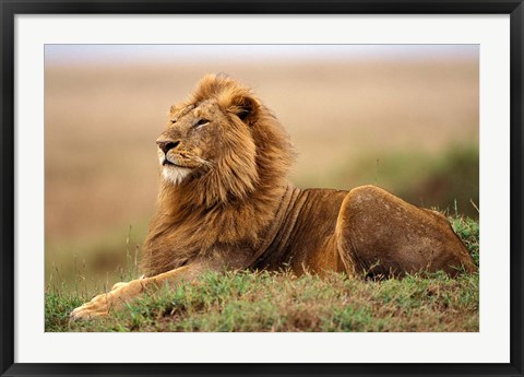 Framed Adult male lion on termite mound Print